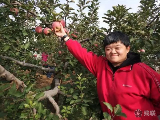 图为 采摘现场